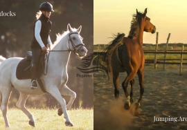 Corner Plot | Prime Location | 54 AED per sq ft